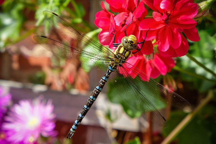 Closeup of dragonfly on  colourful flowers 