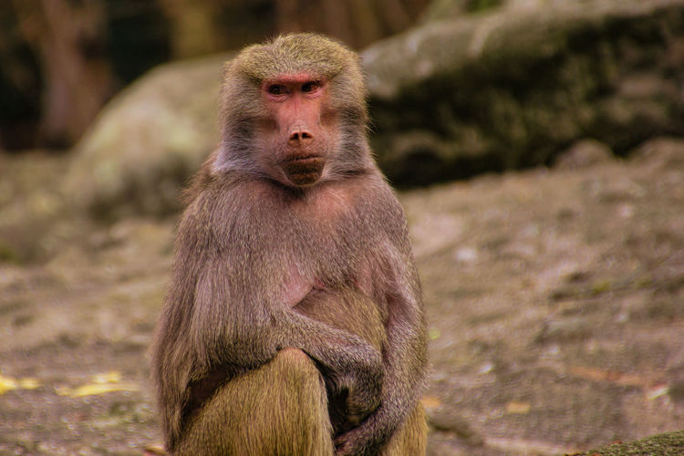 Female baboon in the munich zoo