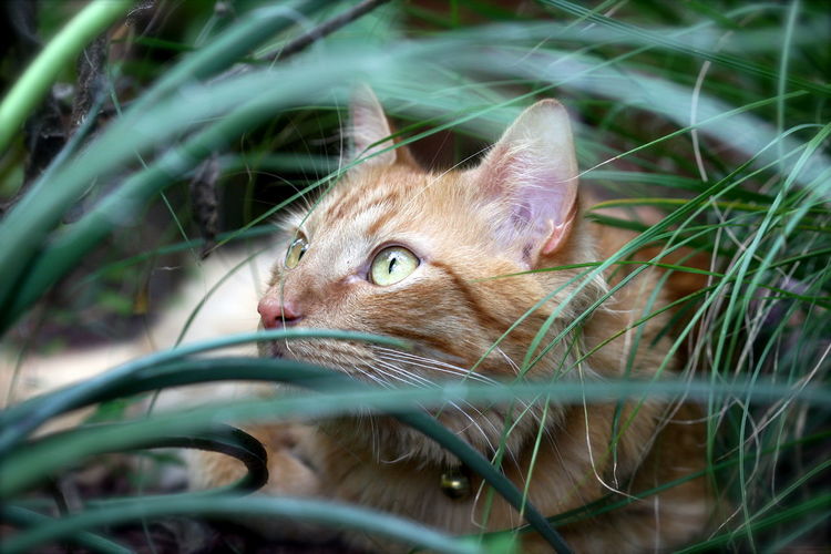 Close-up of alert cat on field