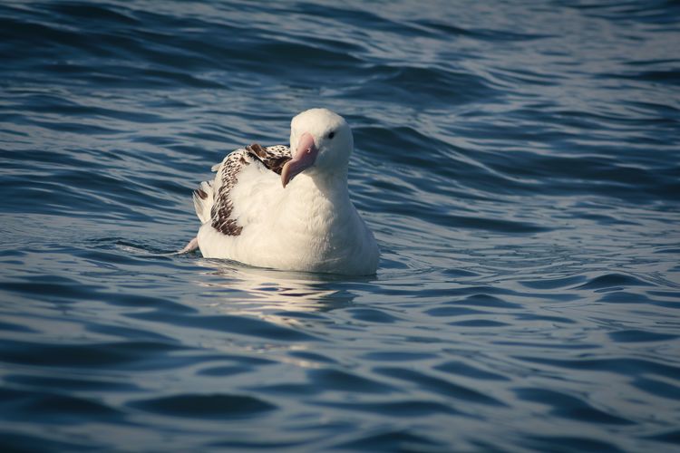 Close-up view of new zealand wandering albatross resting on the sea