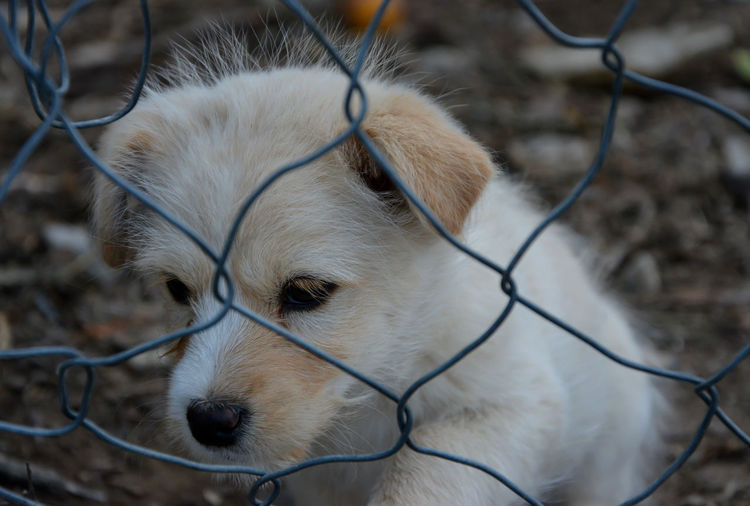Close-up of dog seen through fence