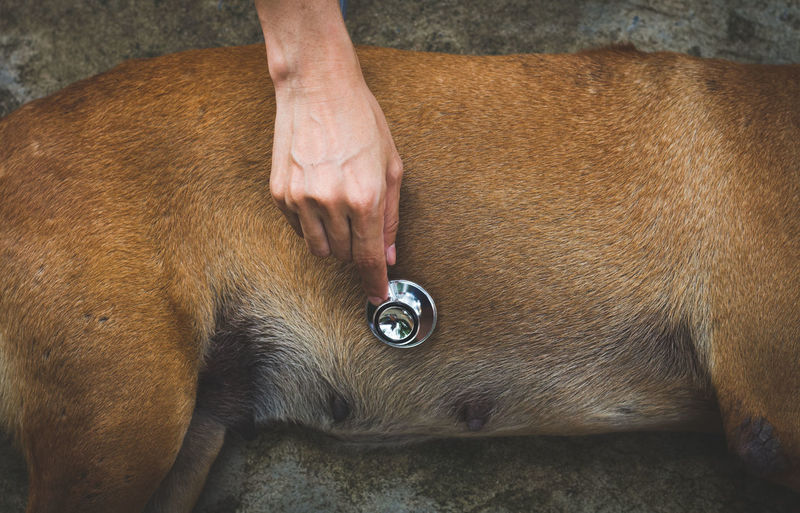 Cropped hand of veterinarian examining dog with stethoscope