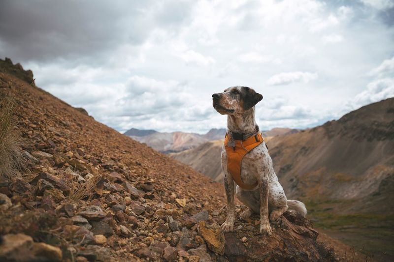Dog sitting on mountain rock against sky