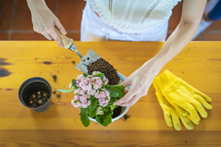 Female putting soil in flower pot at table