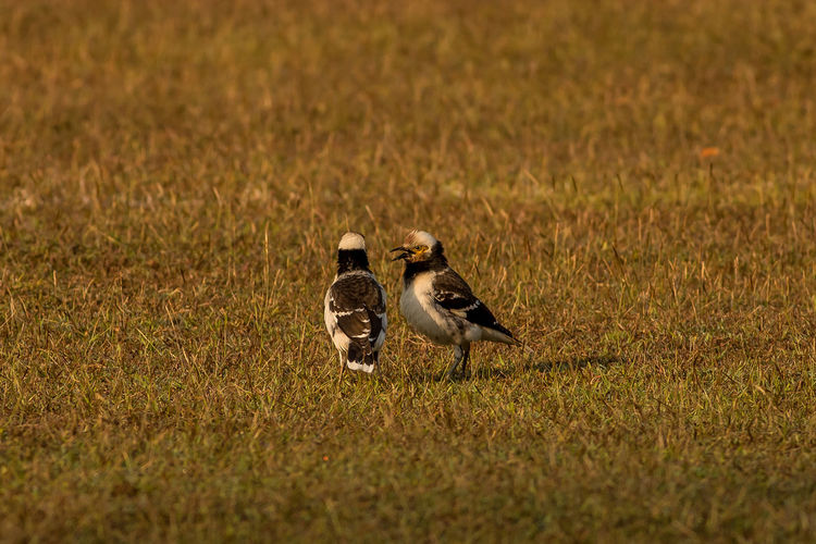 View of two birds on land