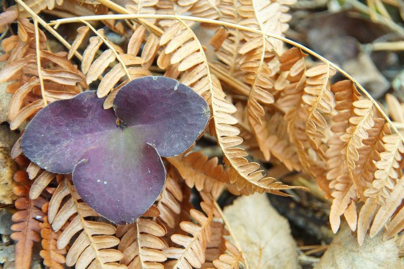 Close-up of dried leaves in basket