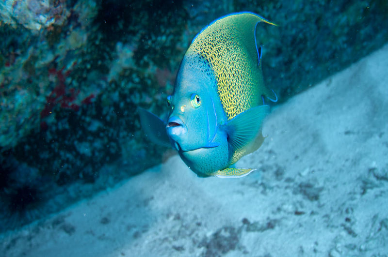 Fish swimming in sea