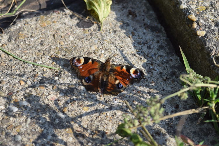 High angle view of butterfly on field
