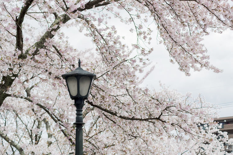 Low angle view of cherry blossom on street light
