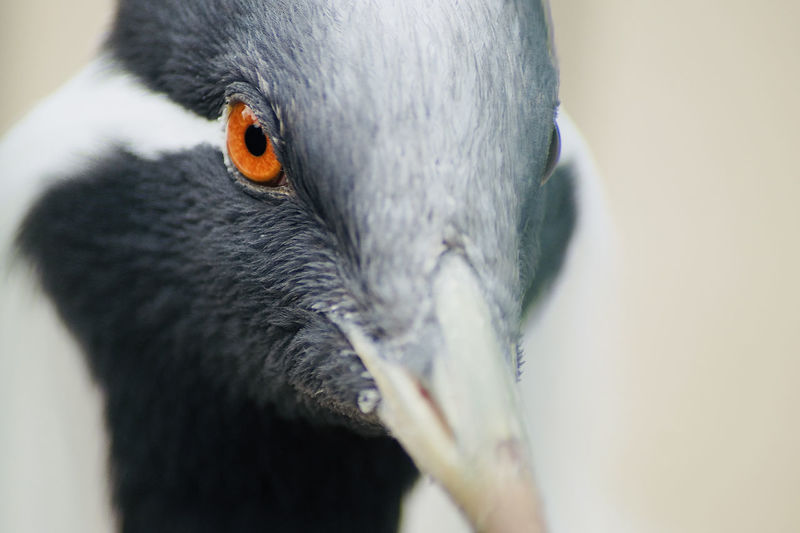 Close-up of a crane-bird