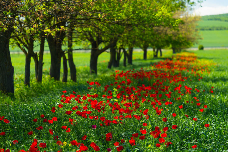 Scenic view of red flowering trees on field