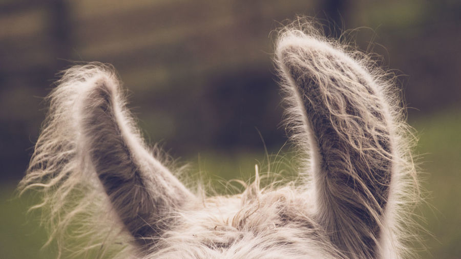 Cropped image of alpaca on field