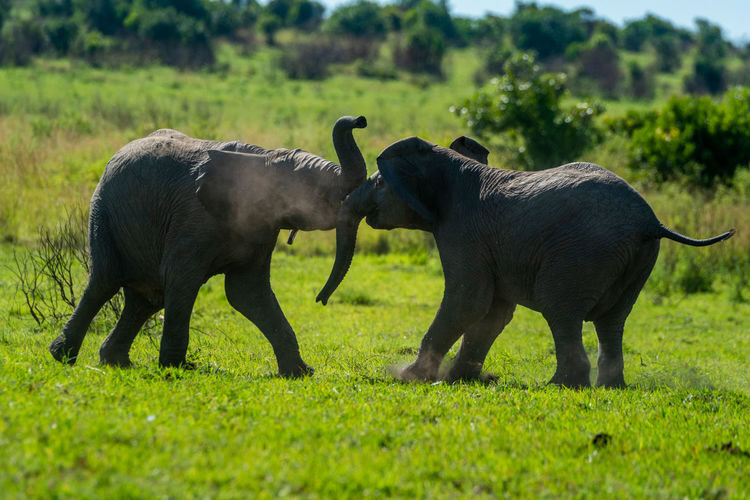 Backlit young elephants play fight on grass