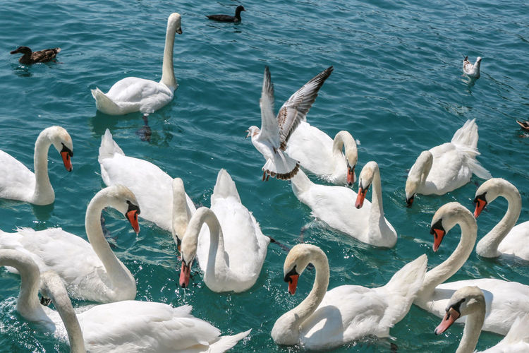 Swans gathered in a lake