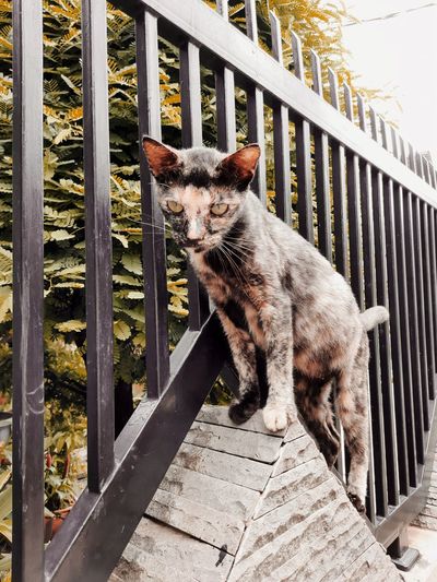 Portrait of cat by railing against fence