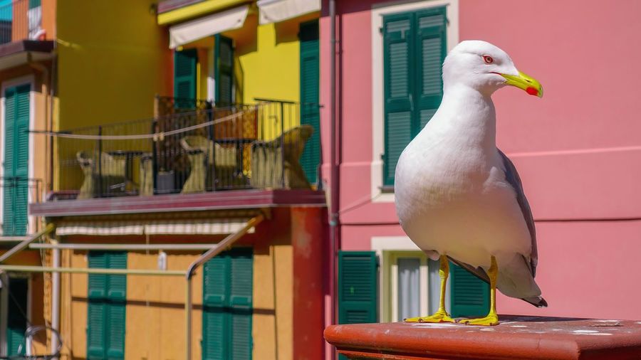 Close-up of seagull perching on railing against building