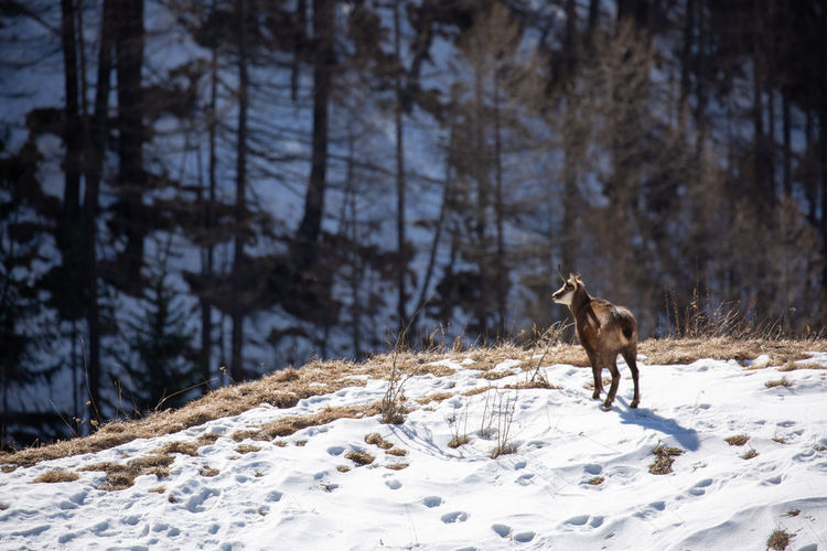 Chamois on snow covered land
