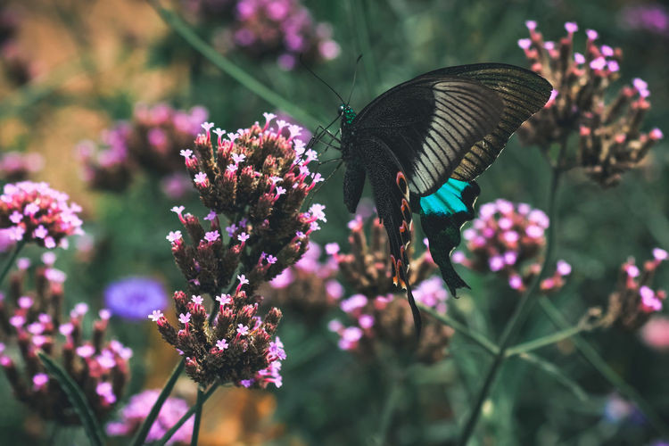 Butterfly pollinating on pink flowering plant