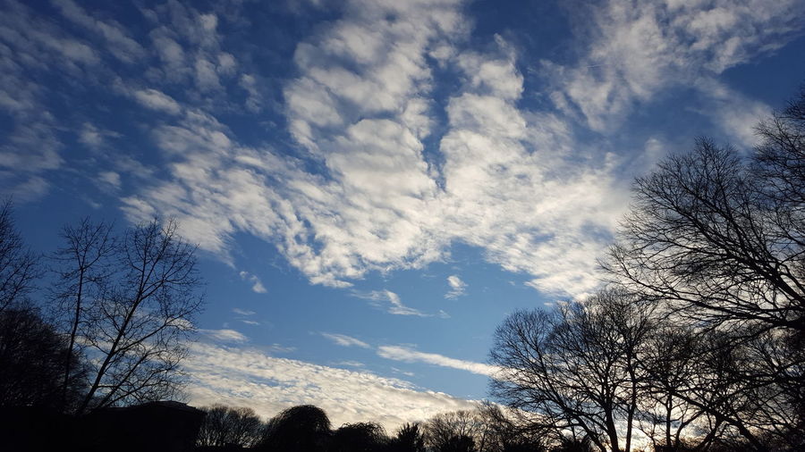 Low angle view of bare trees against blue sky