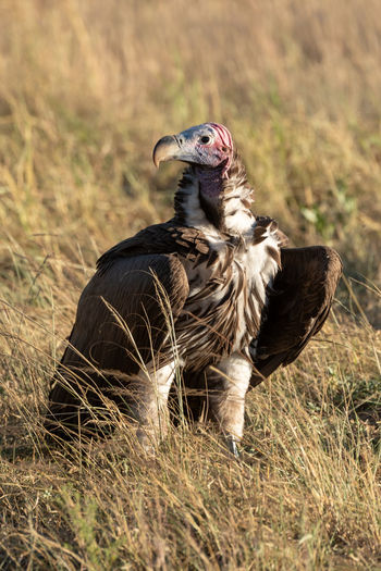 Lappet-faced vulture perching field