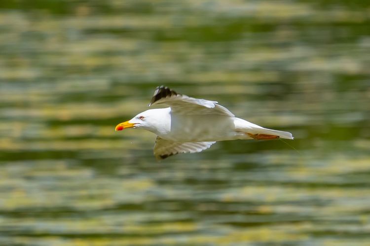 Seagull flying over a lake