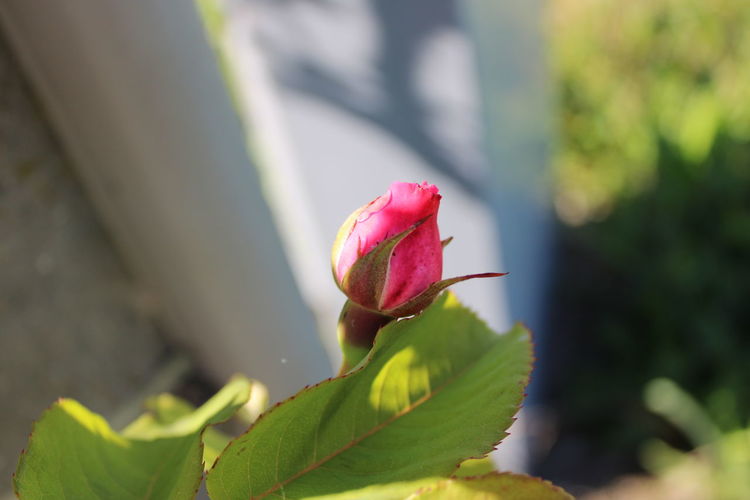 Close-up of pink rose