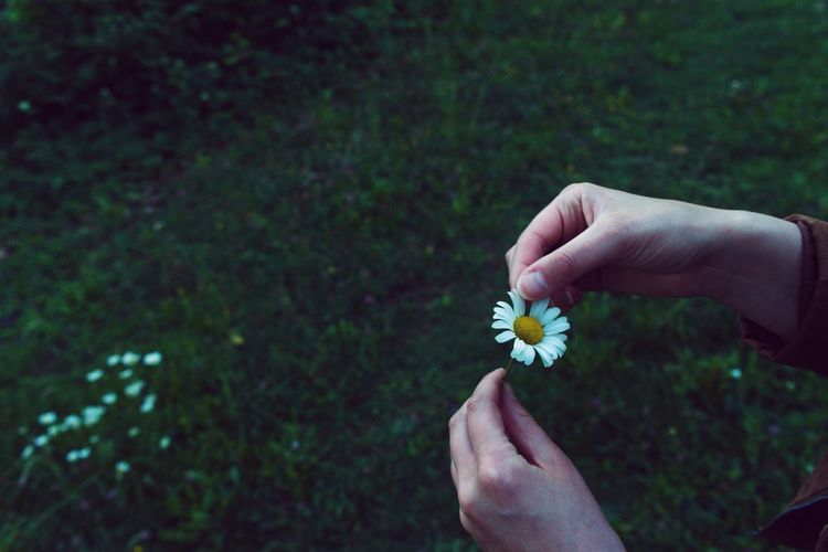 Close-up of hand holding white flower