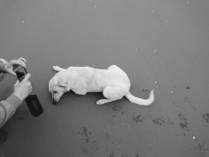 High angle view of dog lying on sand