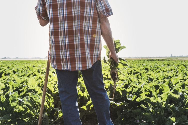 Back view of senior farmer with turnip standing in front of a field, partial view