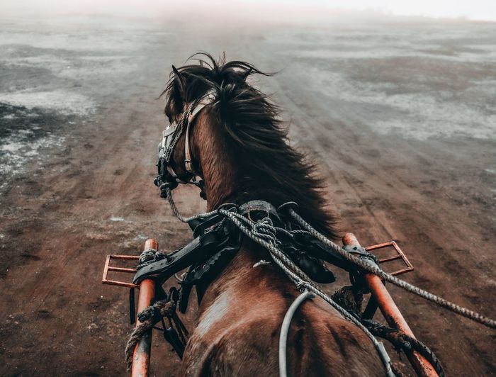Dark horse