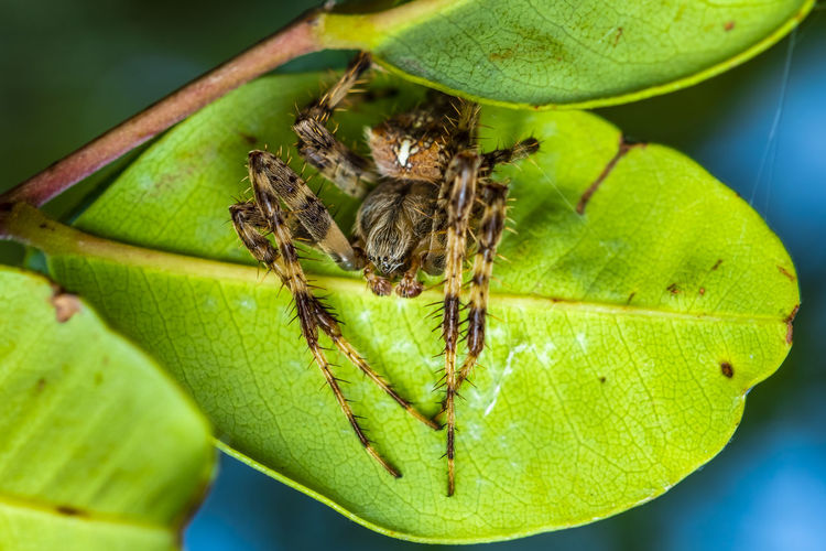 A macro-photo of a spider hiding  underneath a leaf