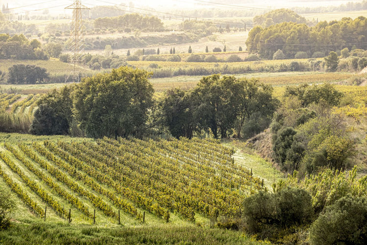 Vineyard landscapes in autumn in the penedes wine region in catalonia