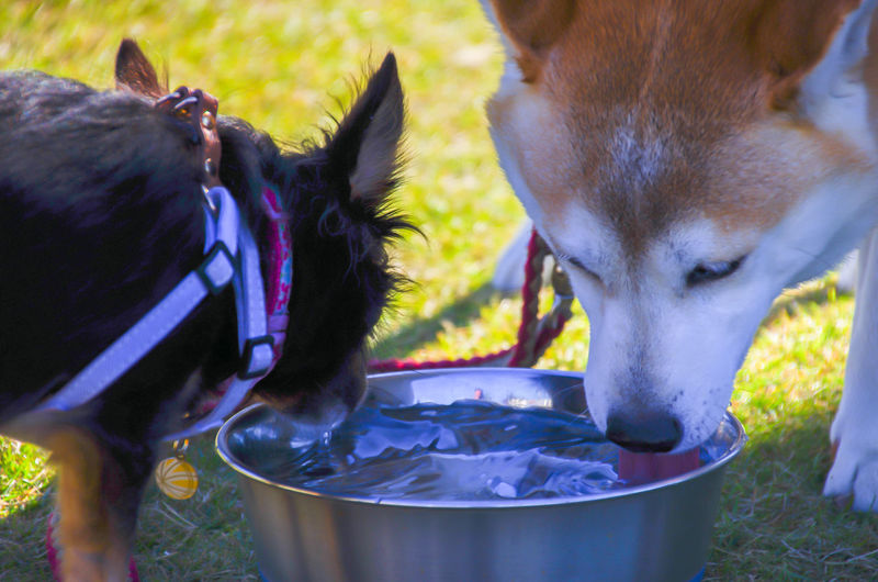 Close-up of dog drinking water