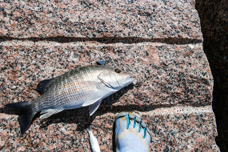 Low section of person standing by dead fish on rock