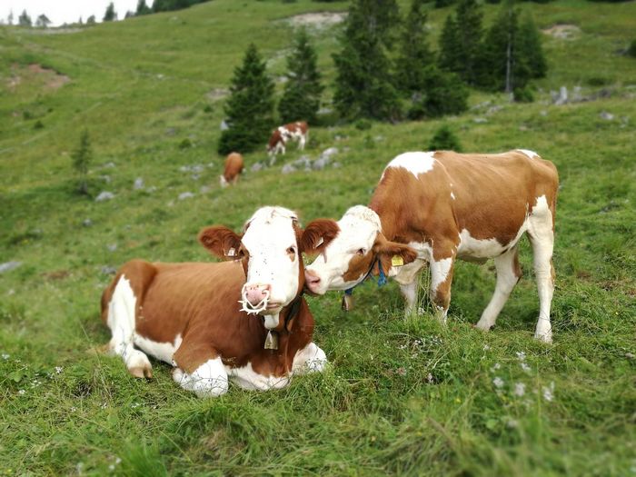 Cows on grassy meadow