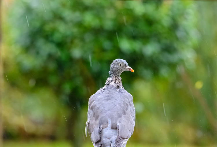 bird