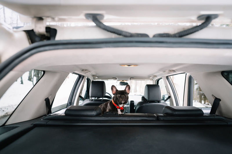 High angle view of french bulldog dog sitting in car