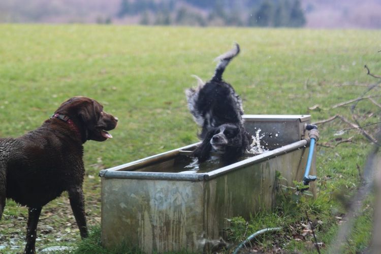 Dog jumping in trough at park