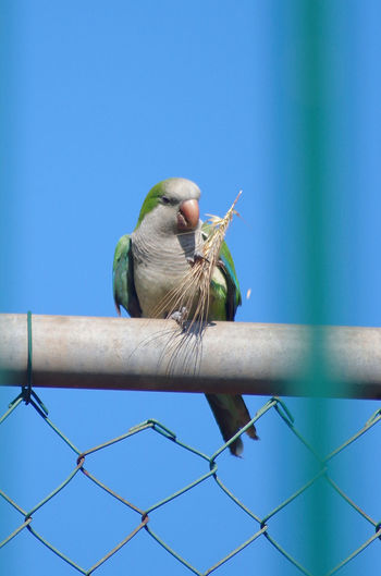 A parrot eating its twig of wheat