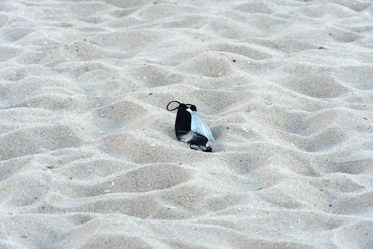 High angle view of bird on sand at beach