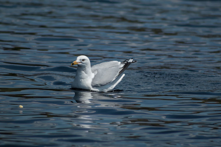 Close-up of seagull swimming in lake