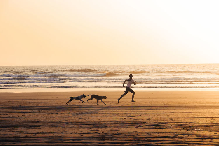 Full length of a dog on beach