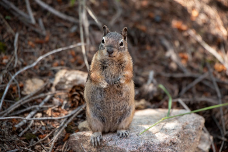 Portrait of squirrel on land