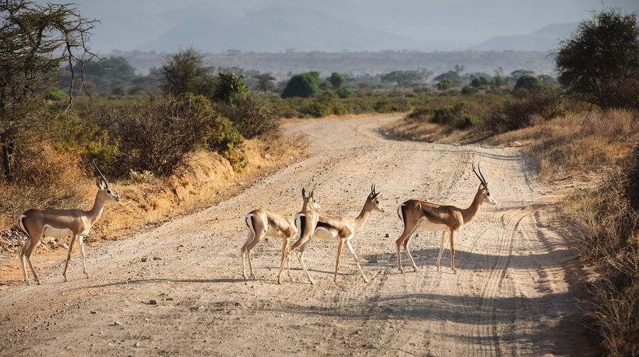 Animals in the wild - part of a grant's gazelles herd - samburu national reserve, north kenya