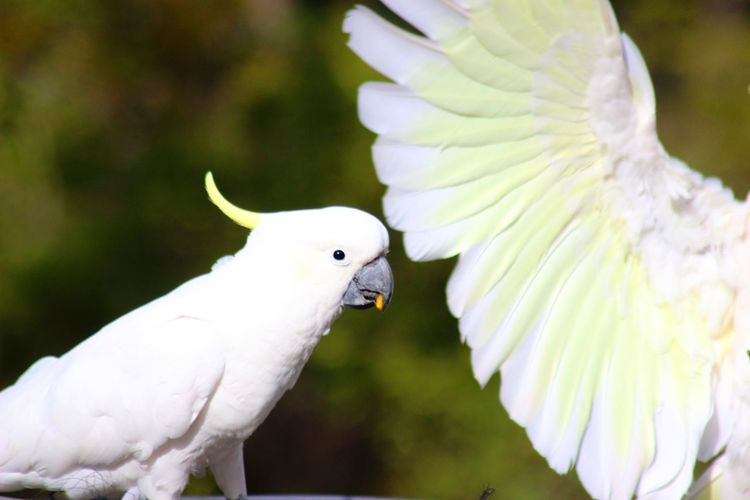 Close-up of sulphur-crested cockatoos