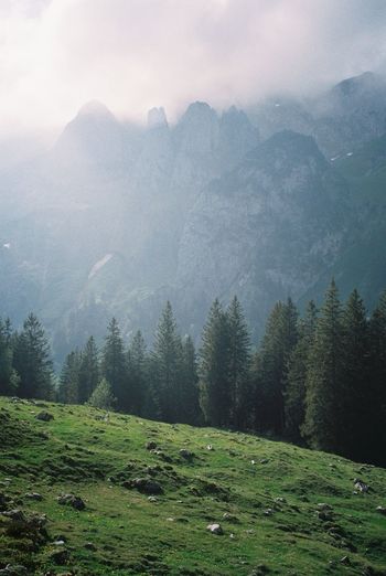 Scenic view of pine trees against sky in the mountains of switzerland. shot on 35mm film.