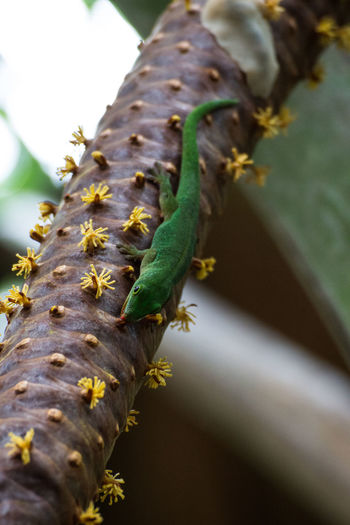 Close-up of caterpillar on tree