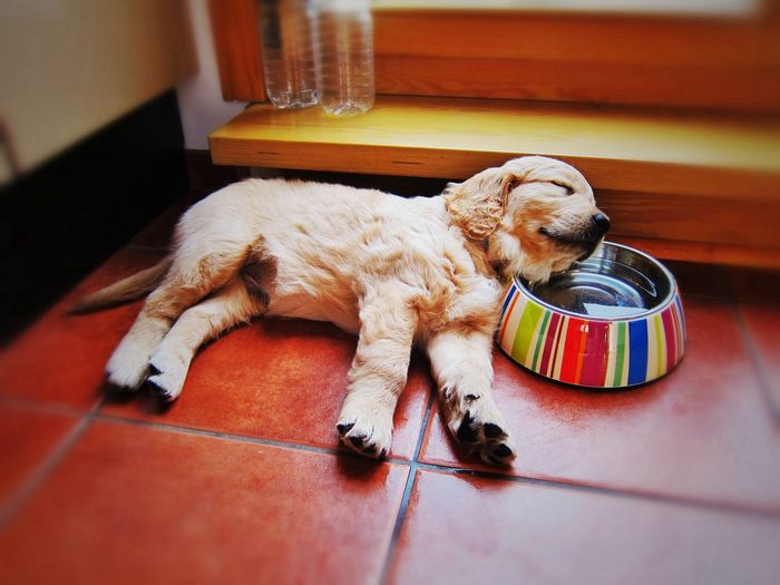 Dog sleeping by bowl at home