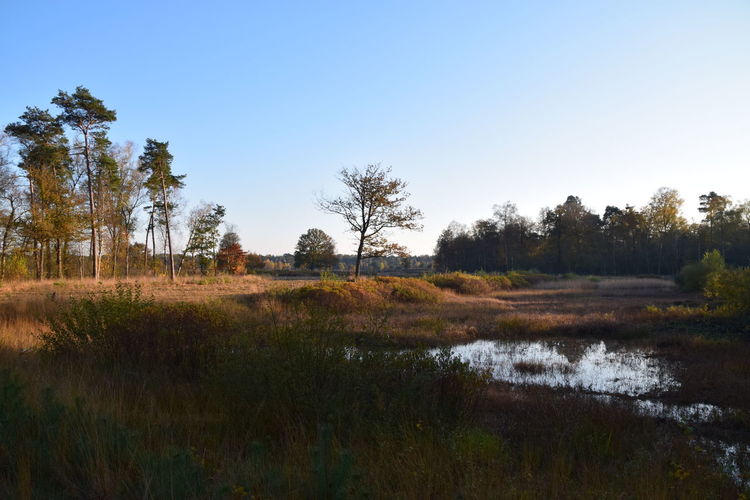 Scenic view of lake against clear sky