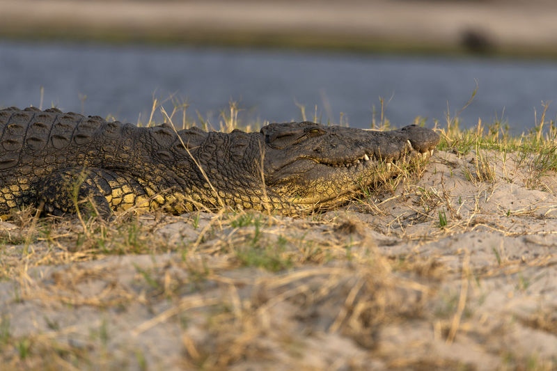 Surface level of a crocodile 